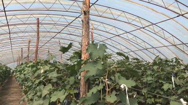 Grow: China, Mudanjiang, grapes in greenhouses смотреть онлайн