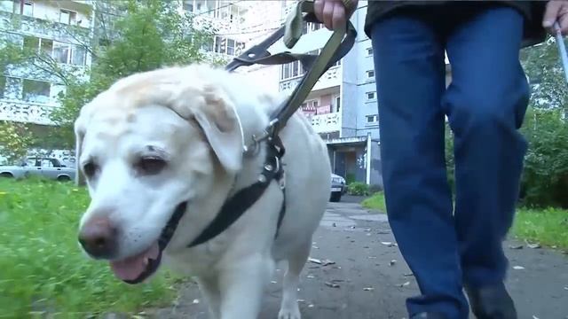 Передача "Проводники" смотреть онлайн