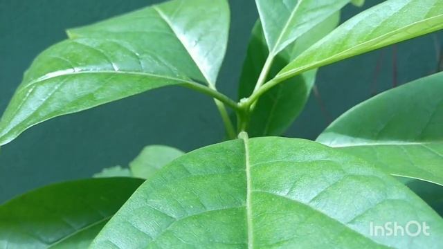 Прищипка авокадо из косточки. #прищипка_авокадо #авокадо_из_косточки #irisdominicana #авокадо смотреть онлайн