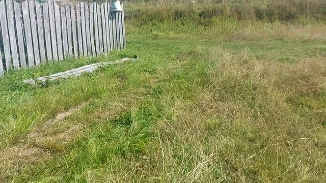 Натаска по "домашнему лосю" щенка лайки! "Хану" четыре месяца! смотреть онлайн