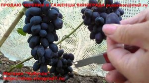 Кишмиш Черный хрусталь - раннего срока созревания, крупная ягода, крупные грозди- наблюдаем.