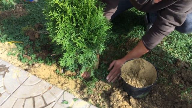 Plantare Thuja (tuia)toamna-primavara explicatie video pe intelesul tuturor смотреть онлайн