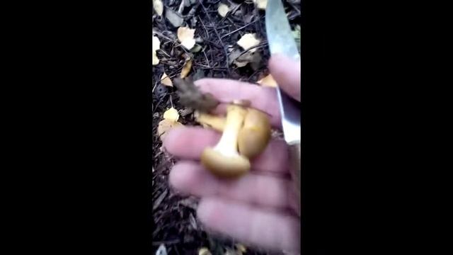 Опята! Поход в лес за грибами. смотреть онлайн
