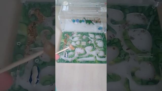 Каким белком можно кормить муравьев жнецов смотреть онлайн