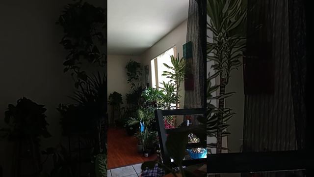 pothos, exotic angel,&codiaeum variegata. смотреть онлайн