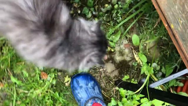 Княжики цветут вовсю15 Сентября Котя гуляет смотреть онлайн