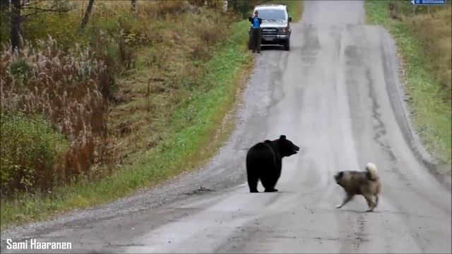 Norwegian Elkhound - Top 10 Facts