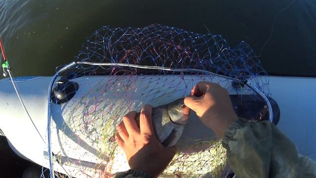 ЛОВЛЯ ЛЕЩА НА ЯЙЦА С ЛОДКИ. ЛЕЩИ КЛЮЮТ ОДИН ЗА ОДНИМ! смотреть онлайн