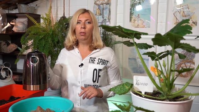 Урожай на подоконнике: хороший грунт и розмарин. Дачные сезоны смотреть онлайн