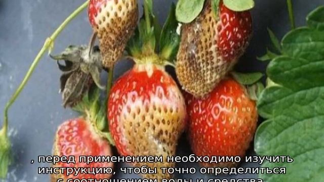 Фитоверм для клубники смотреть онлайн