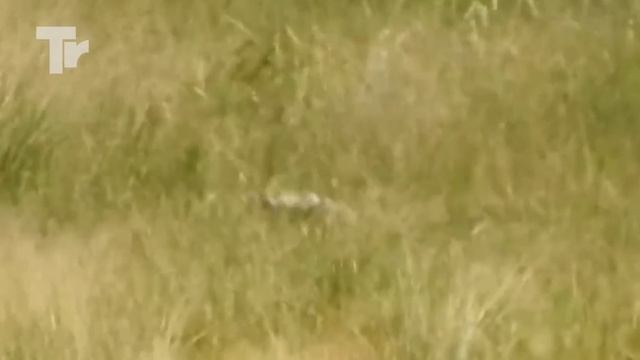 Look What Happened When This Leopard Attacked Cheetah смотреть онлайн