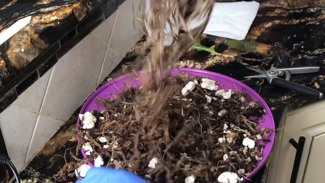 Пересадка орхидеи ликаста, субстрат и горшки для орхидей. Где я покупаю или как сделать самим.