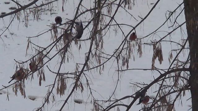 снегири прилетели в гости к школе. смотреть онлайн