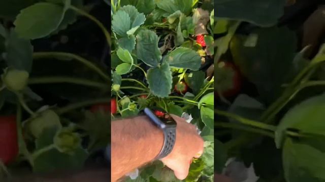 Очень урожайный ремонтантный сорт клубники «Кабрилло» смотреть онлайн