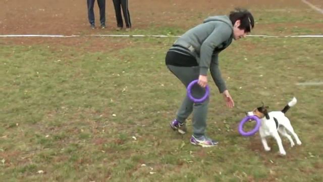Dog Puller. Dog show. Odessa. Дог-пуллер. Чемпионат Одессы. Спорт с собаками. Собаководы. VLOG DOG. смотреть онлайн