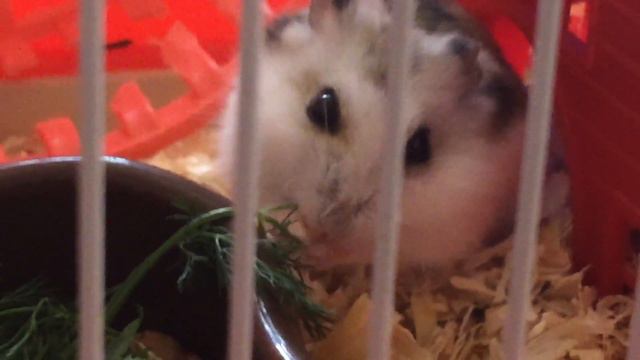 Джунгарский хомяк ест зелень смотреть онлайн