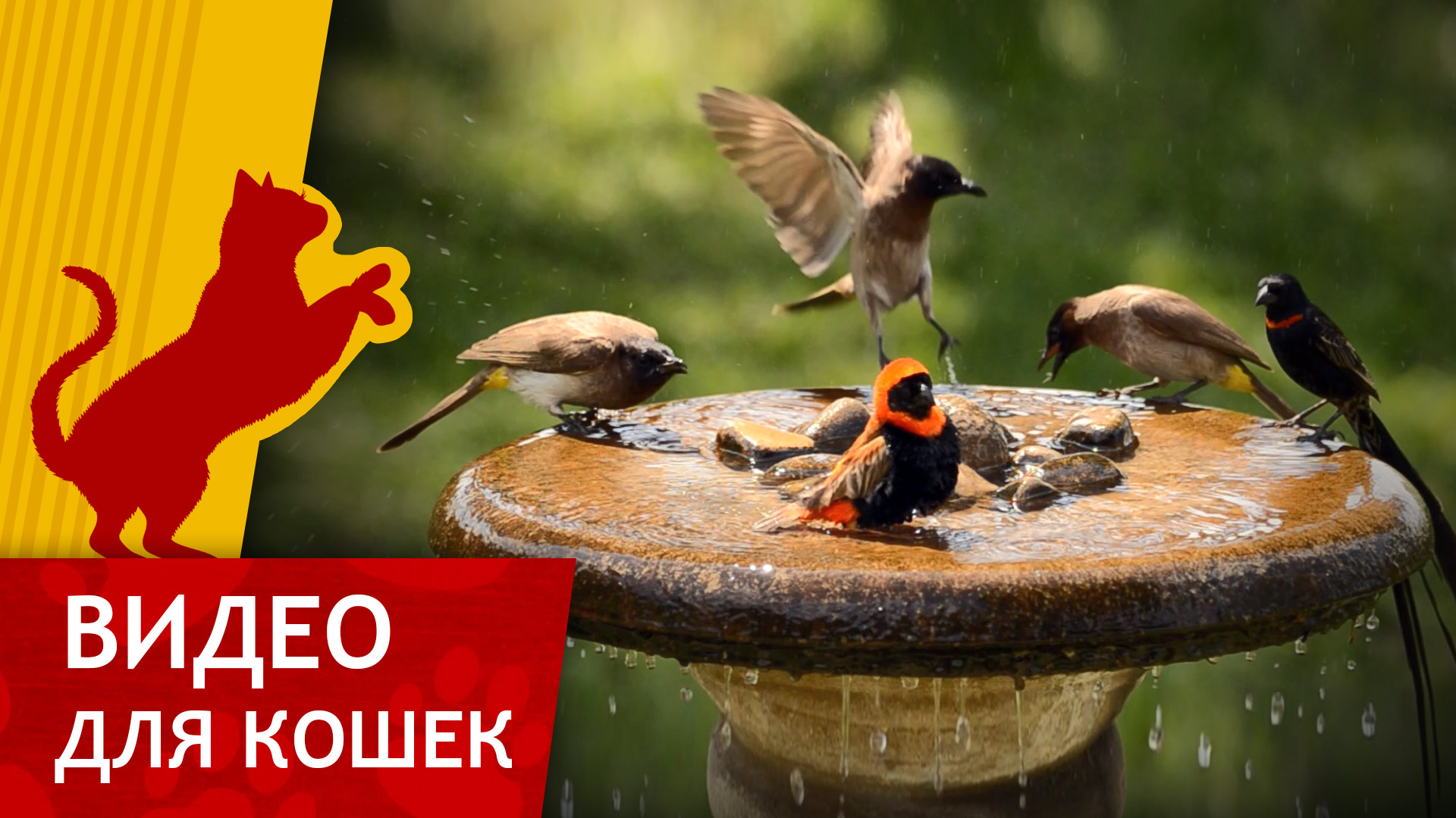 Видео для кошек - Купание птиц (развлеки своего кота) смотреть онлайн