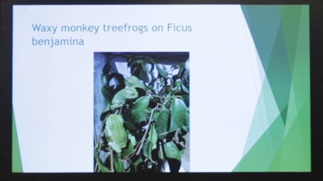 Ficus Species for Vivariums - Triple B TV Ep.184 смотреть онлайн