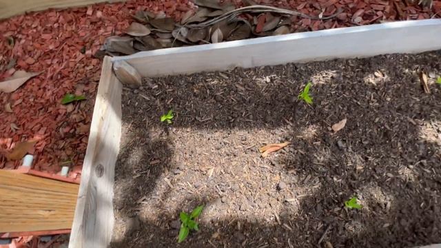 NEW BACKYARD GARDEN UPDATE CLEAN UP AND A PLANT THAT GREW BABIES ! смотреть онлайн