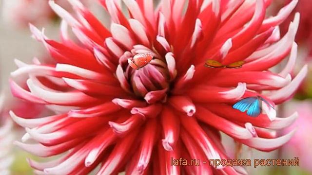 Георгина кактусовая Фриколе (dahlia cultorum) ? Фриколе обзор: как сажать, рассада георгины Фриколе смотреть онлайн