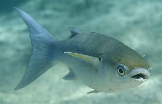 315.Трофеи 98.mp4 смотреть онлайн