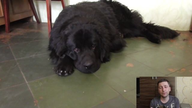 Можно ли собаке грызть палки? Автор ветеринар смотреть онлайн