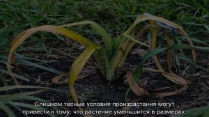 Почему не цветет лилейник и плохо растет