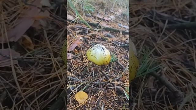 БЛЕДНАЯ ПОГАНКА - РУКАМИ НЕ ТРОГАТЬ! смотреть онлайн