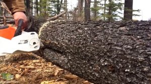 STIHL MSA 200 C BQ 14». Пример работы. Аккумуляторная мотопила от Штиль