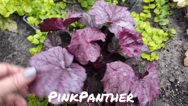 Гейхера сорт Pink Panther осенний окрас листьев