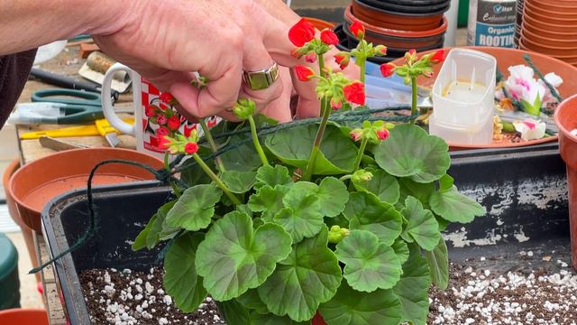 Three Weeks until the National Show - More Tips for Exhibitors смотреть онлайн