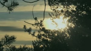 Футаж Тайга