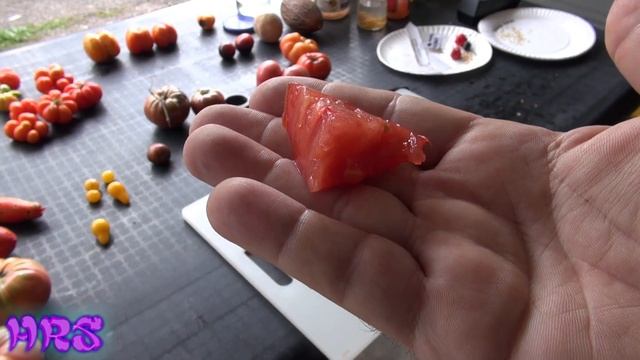 ⟹ Ponderosa Red Tomato | Solanum Lycopersicum | Tomato Review 2018