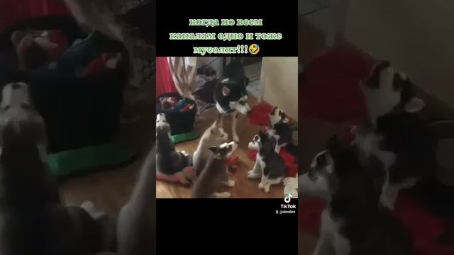 любое политическое шоу смотреть онлайн