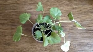 Деформированные недоразвитые листья . Причины появления и методы устранения изменений листьев . Бор