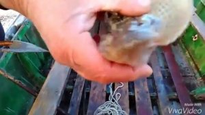 Зимняя рыбалка на Азовском море