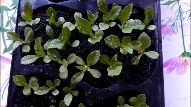 АСТРЫ.ПИКИРОВКА РАССАДЫ смотреть онлайн