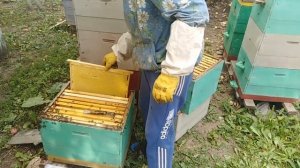 50 кг меда с улья. 10 рамочный улей.