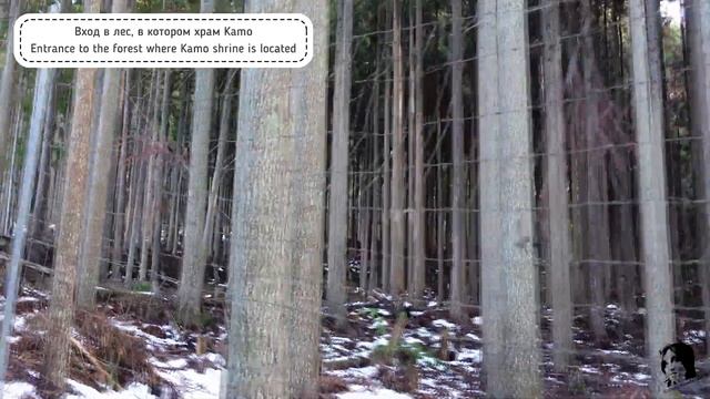 Неизведанная Япония | Место силы в горах Киото | Путешествия по японии | Синтоистский храм Камо смотреть онлайн