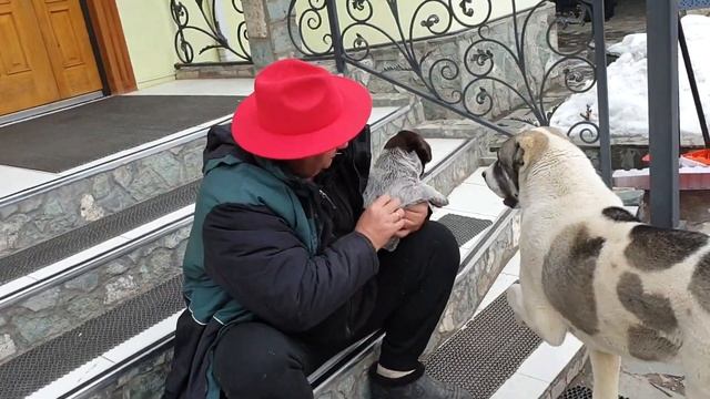 БОЙ: АЛАБАЙ против ДРАТХААРА