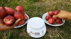 Нектарин Медведевский 2