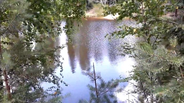 Футаж Красивый пейзаж. Река. Сосны, берёза. Лето. Футажи для видеомонтажа.