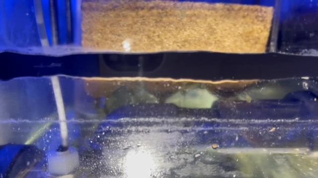 Снижение нитрата и фосфата в морском аквариуме (2 серия) смотреть онлайн