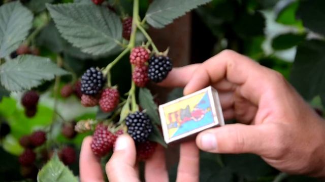 Саженцы ежевики Торн Фри смотреть онлайн