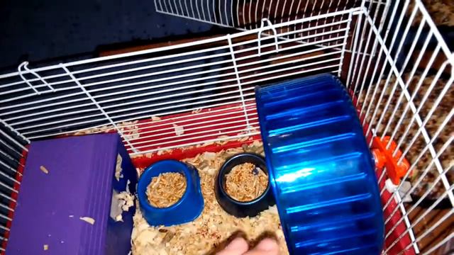 Что должно быть в клетке хомяка?/// Что нужно перед его покупкой??? Ангелинка TV PETS!!!!! смотреть онлайн