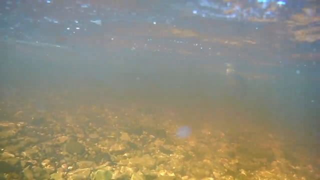 река шарью Хариус смотреть онлайн