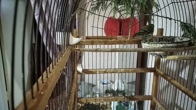 Гибриды Чижа смотреть онлайн