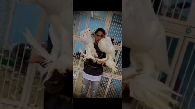 декоративные голуби Дутыши Pigeons Décoratifs Puffer