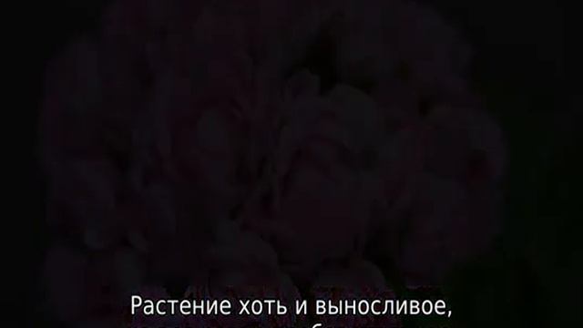 Пеларгония розебудная смотреть онлайн