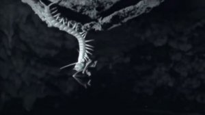 Гигантская сколопендра – Пожиратель мышей, рептилий и скорпионов! Самая опасная многоножка!